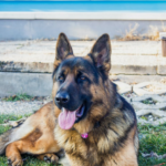 german shepherd
