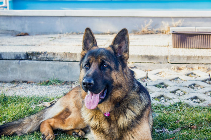 german shepherd